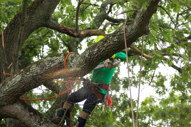 Best Tree Cabling and Bracing  in Hannahs Mill, GA